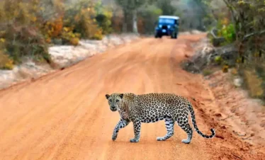 Yala National Park Safari Trips