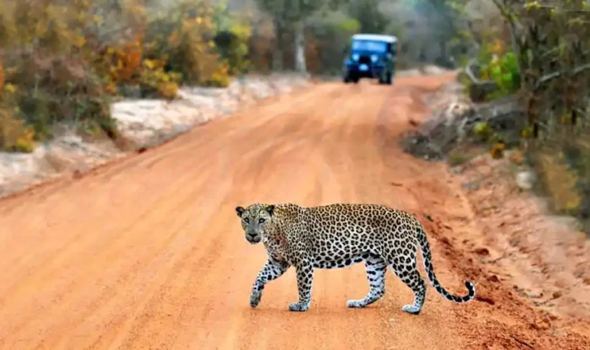 Yala National Park