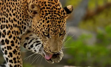 Yala National Park Safari Trips