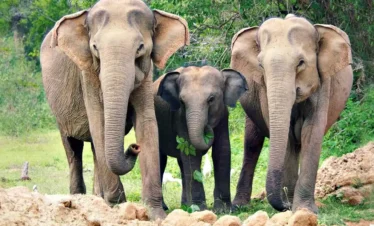 Yala National Park Safari Trips