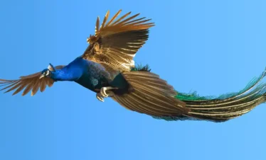 Yala National Park Safari Trips