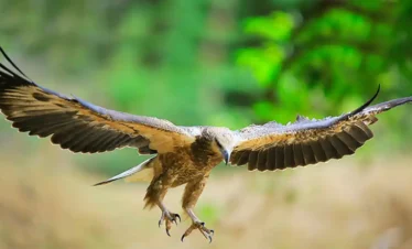 Yala National Park Safari Trips