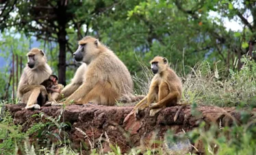 Yala National Park Safari Trips