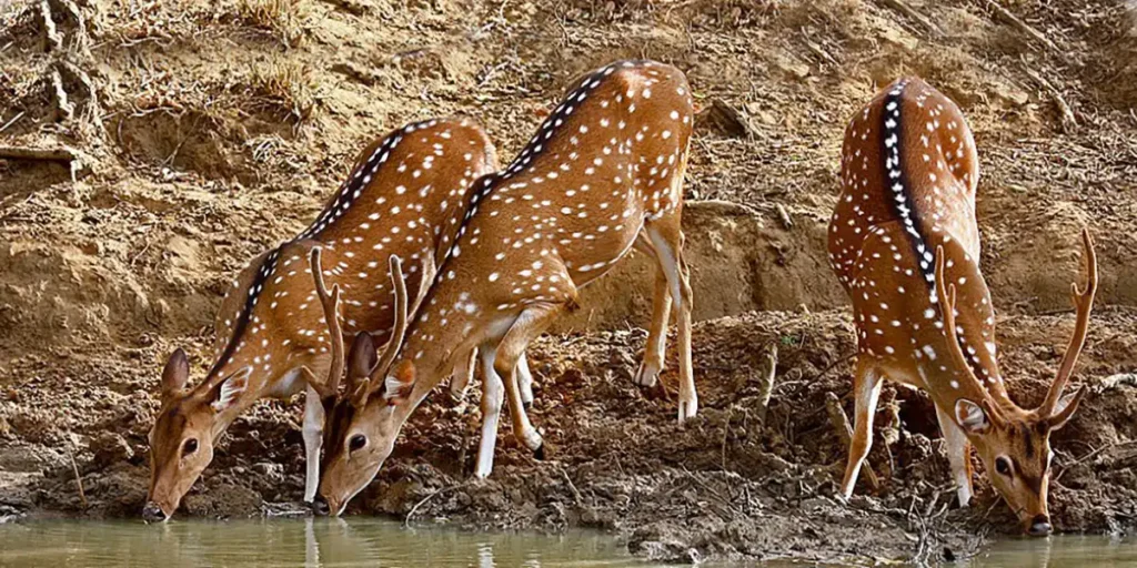 Yala National Park Safari Trips