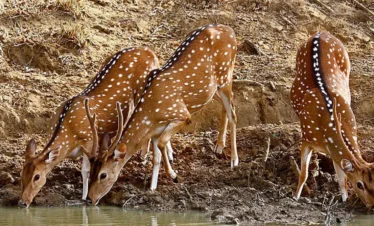Yala National Park Safari Trips