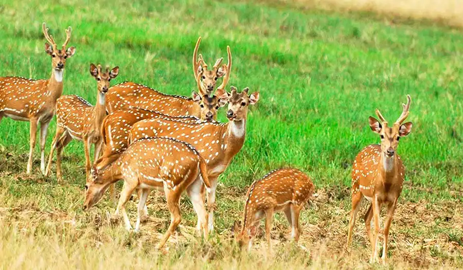 Minneriya National Park Trips