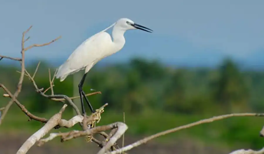 Minneriya National Park Trips