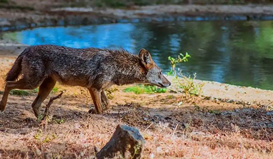 Minneriya National Park Trips