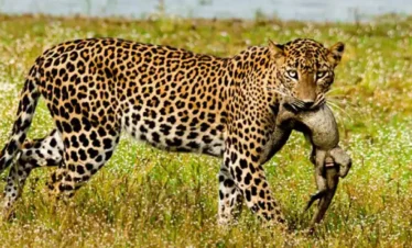 Minneriya National Park Trips