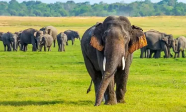 Minneriya National Park Trips