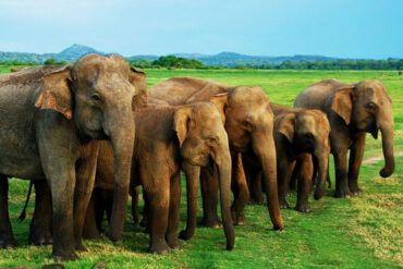 Minneriya National Park Trips