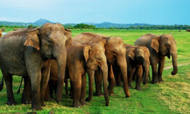 Minneriya National Park Trips