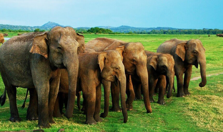 Minneriya National Park