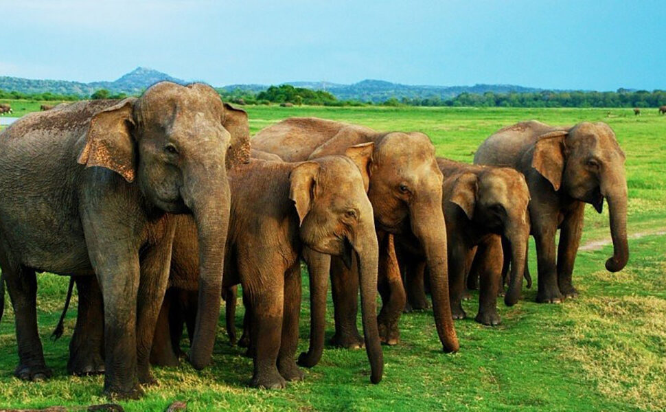 Minneriya National Park Trips