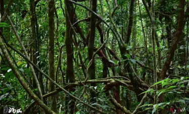 Makandawa Forest Tours