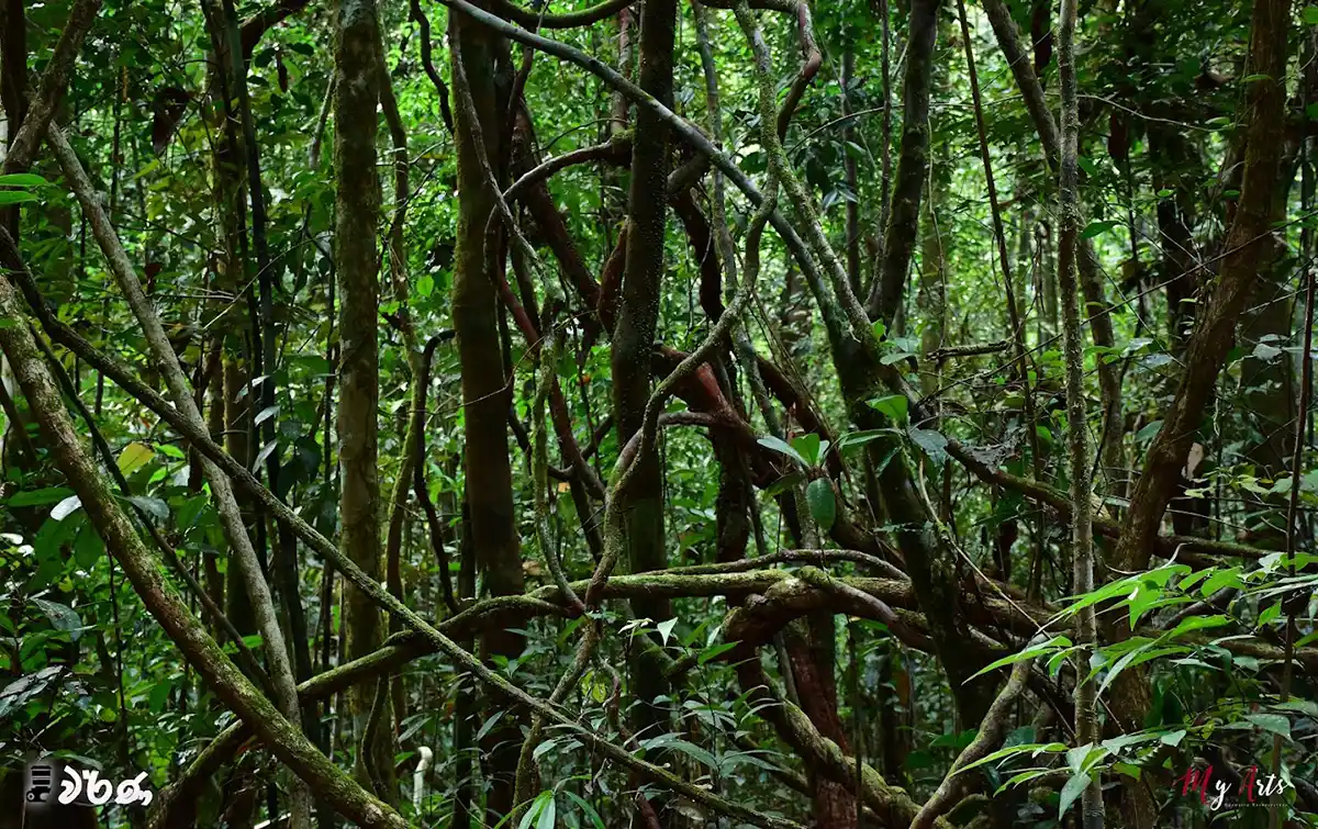 Makandawa Forest Tours