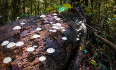 Makandawa Forest Tours