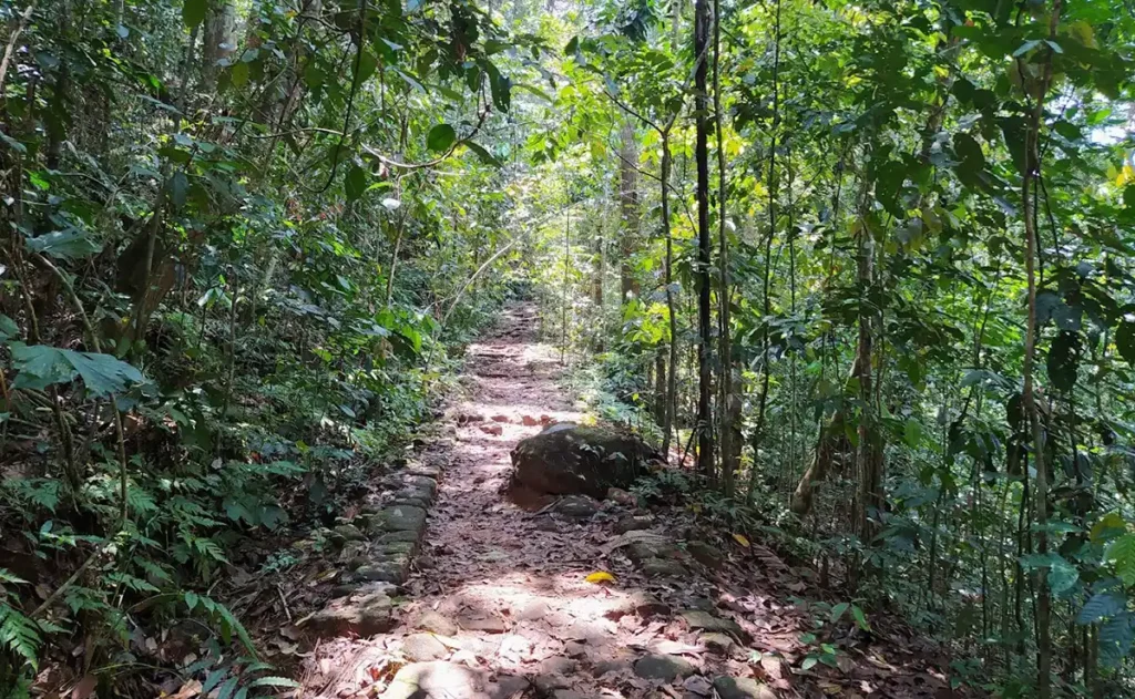 Makandawa Forest Tours