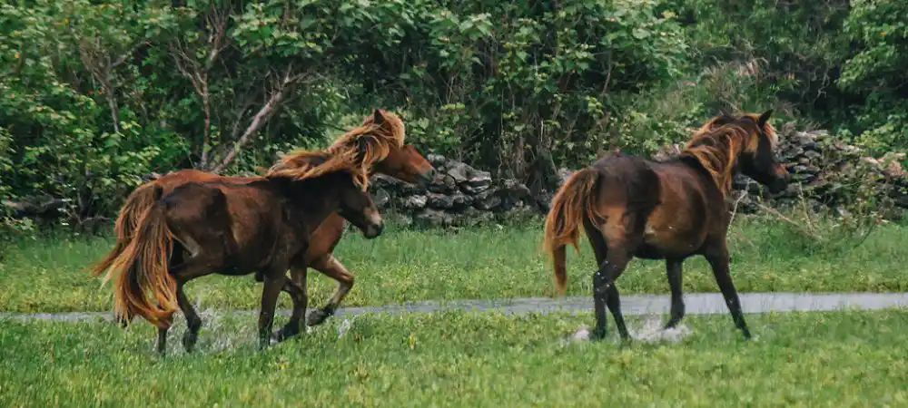 Neduntheevu island Trips