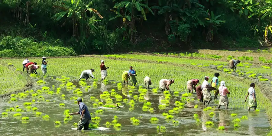 Padavigampola Village Safari