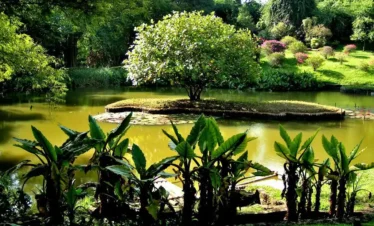 Royal Botanic Gardens, Peradeniya Trips