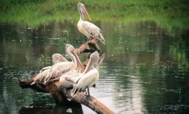 Pinnawala Open Zoo Tours