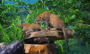 Pinnawala Open Zoo Tours