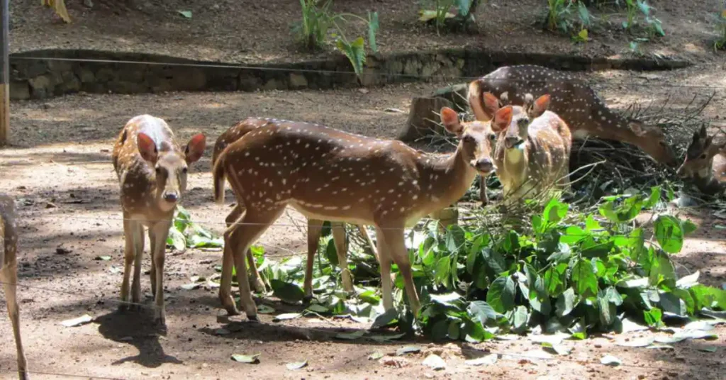 Pinnawala Open Zoo Tours