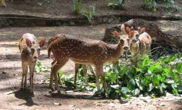 Pinnawala Open Zoo Tours