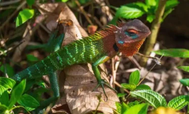 Sinharaja Forest Reserve trips