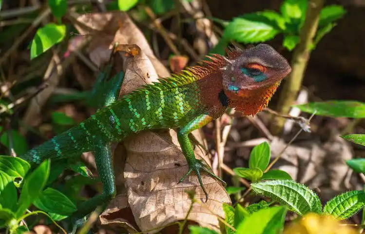 Sinharaja Forest Reserve trips