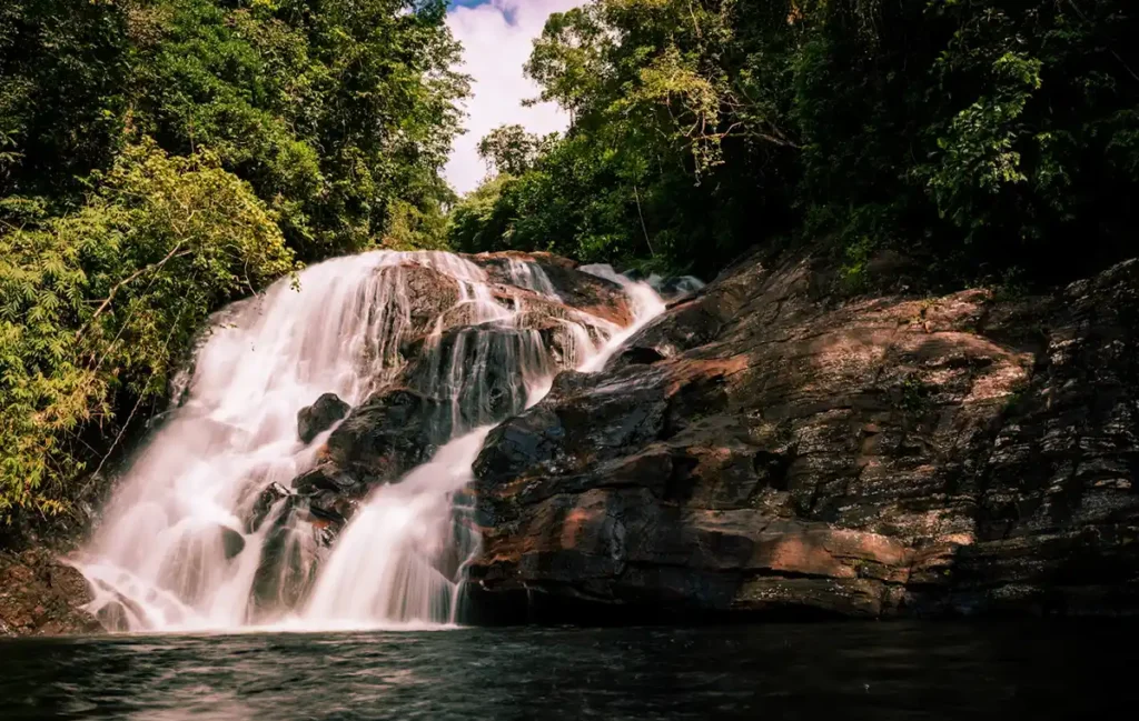 Sinharaja Forest Reserve trips