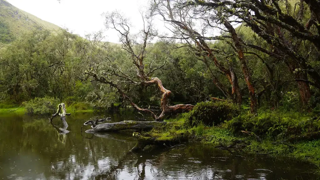 Sinharaja Forest Reserve trips