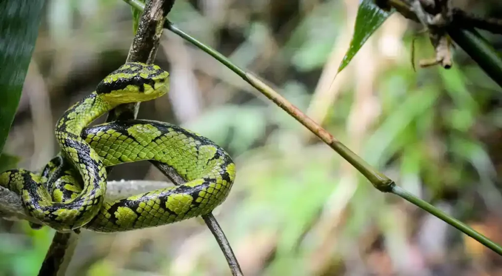 Sinharaja Forest Reserve trips