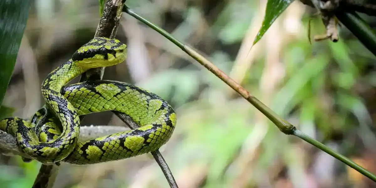 Sinharaja Forest Reserve trips