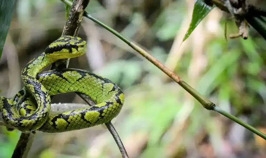 Sinharaja Forest Reserve