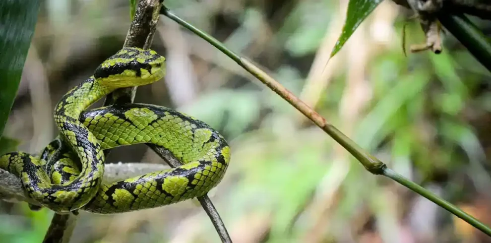 Sinharaja Forest Reserve trips