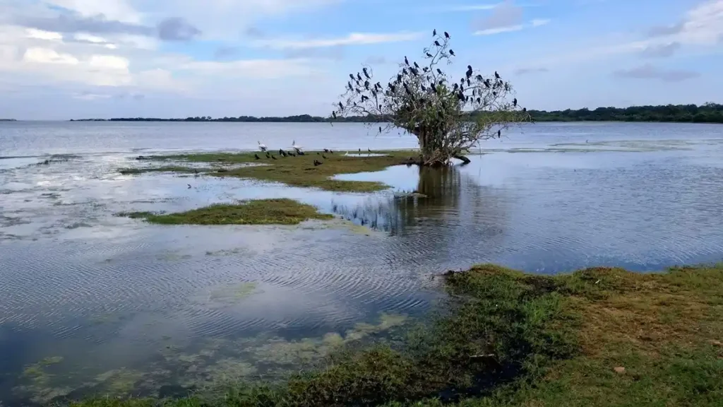 Wilpattu National Park Safari