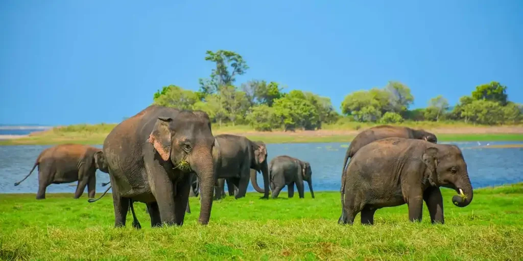 Wilpattu National Park Safari