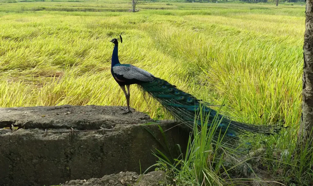 Wilpattu National Park Safari