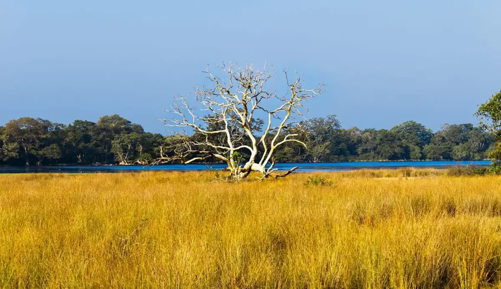 Wilpattu National Park Safari