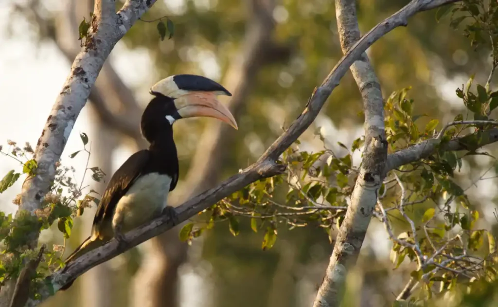 Wilpattu National Park Safari