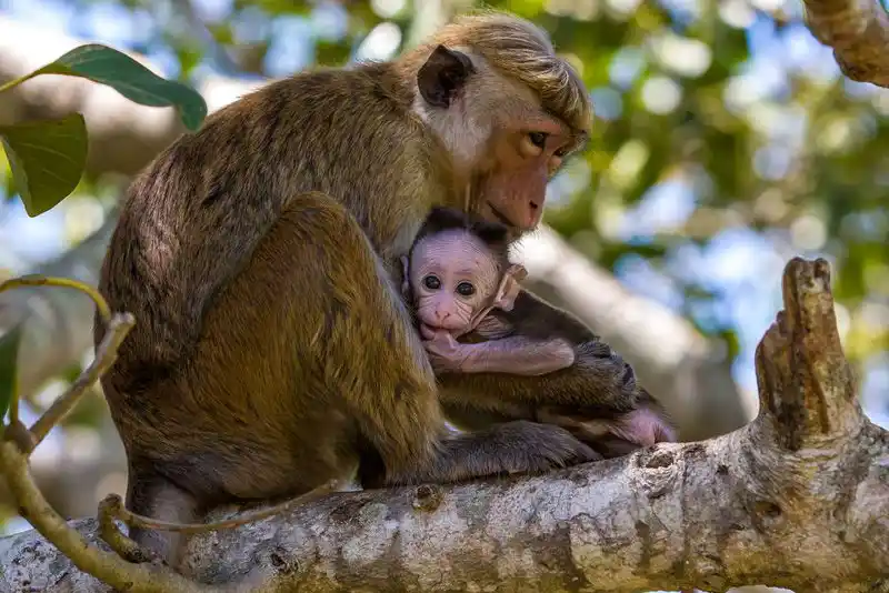 Wilpattu National Park Safari