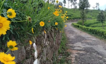 Haputale City Tours