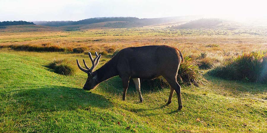 Horton Plains Trip