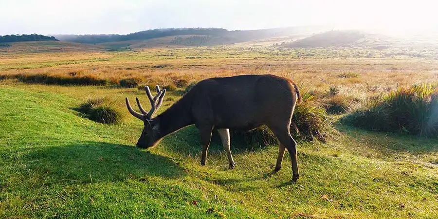 Horton Plains National Park safari