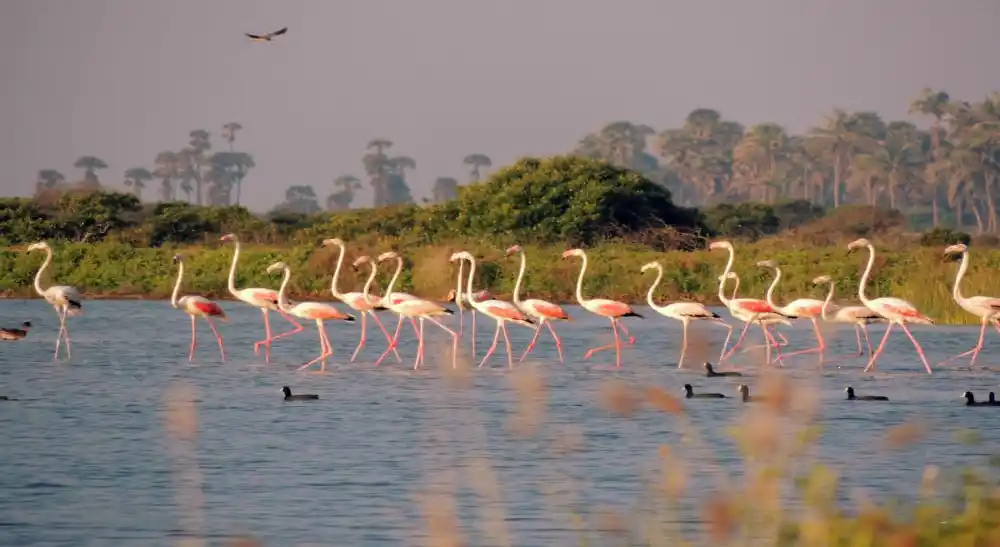 Kumana Nationla Park Safari