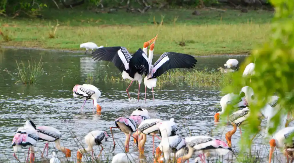 Kumana Nationla Park Safari