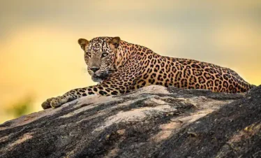 Kumana Nationla Park Safari