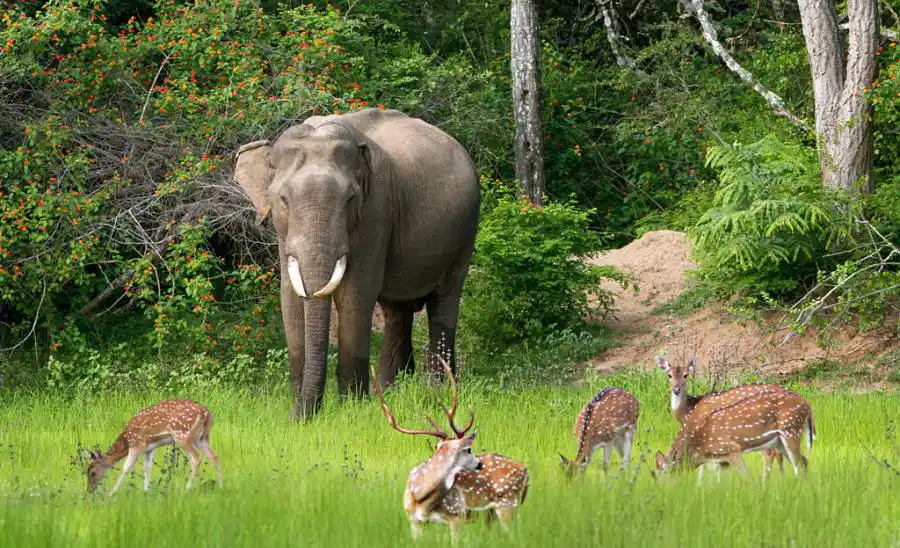 Kumana Nationla Park Safari